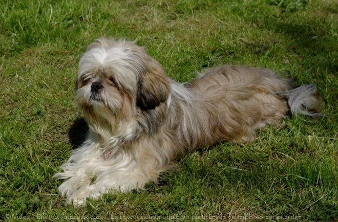 Photo de Shih tzu