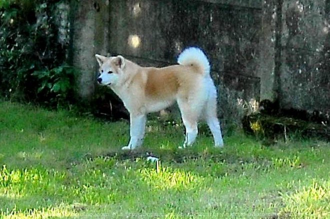 Photo d'Akita inu