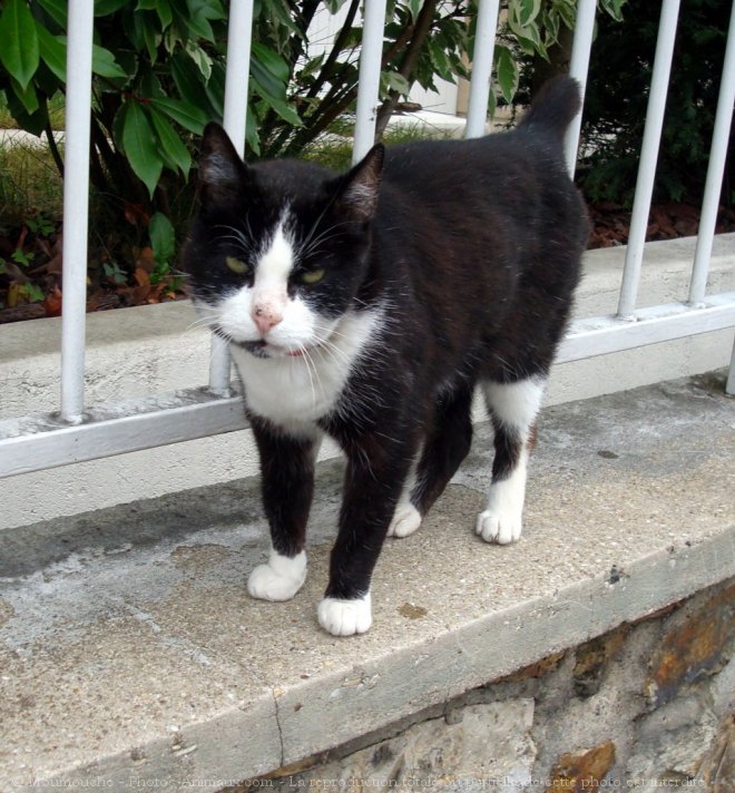 Photo de Chat domestique