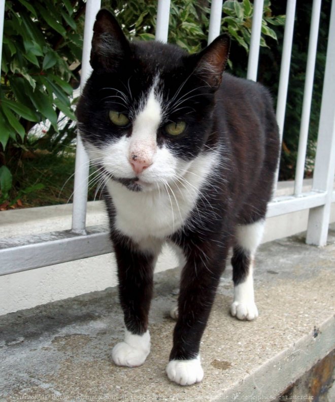 Photo de Chat domestique