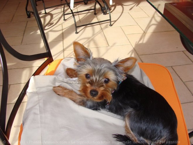 Photo de Yorkshire terrier