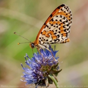 Photo de Papillon