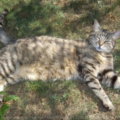 Photo de Chat domestique