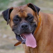 Photo de Boxer