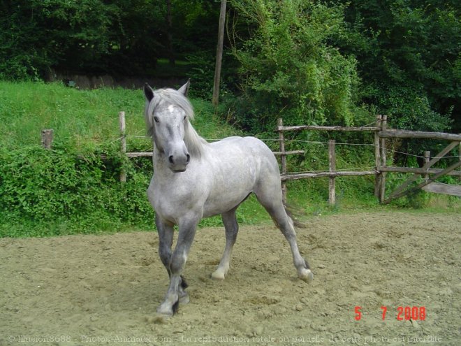 Photo de Percheron