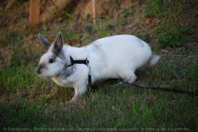 Photo de Lapin