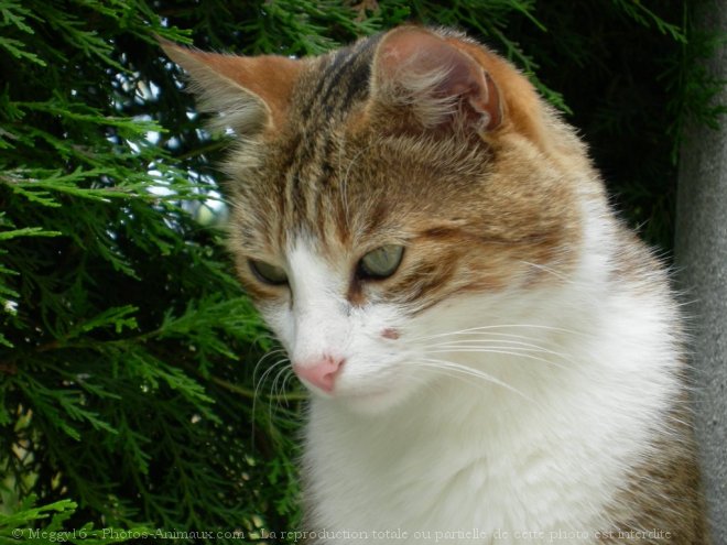 Photo de Chat domestique