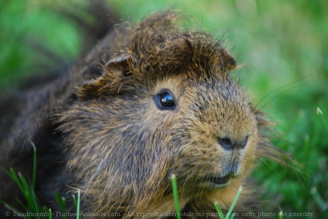 Photo de Cochon d'inde - pruvien