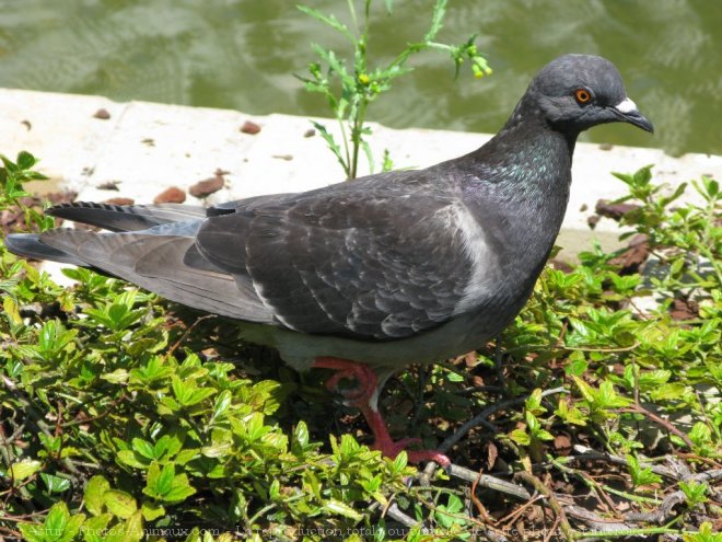 Photo de Pigeon