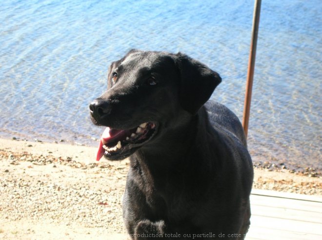 Photo de Labrador retriever