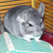 Photo de Chinchilla