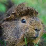 Photo de Cochon d'inde - pruvien