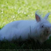 Photo de Lapin