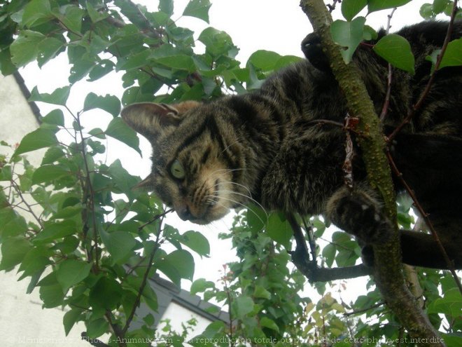 Photo de Chat domestique