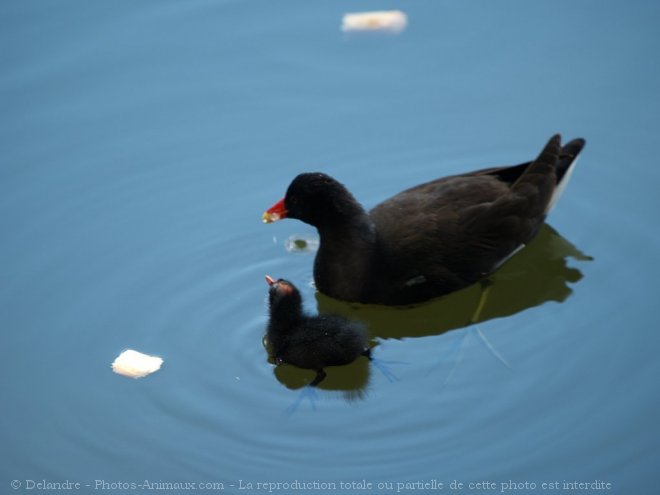 Photo de Poule d'eau