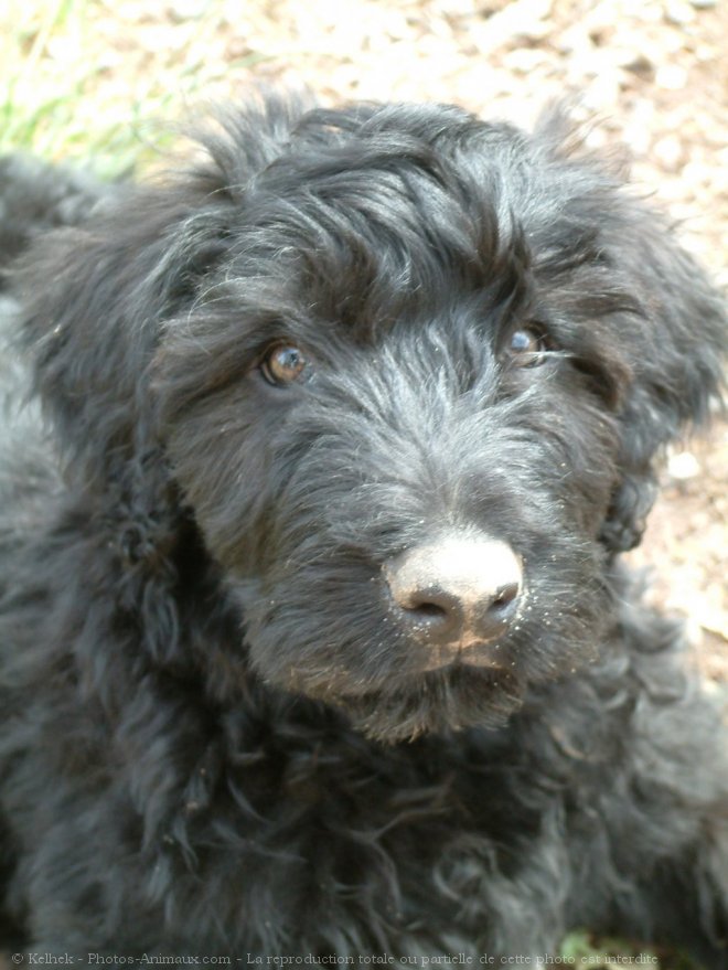 Photo de Bouvier des flandres