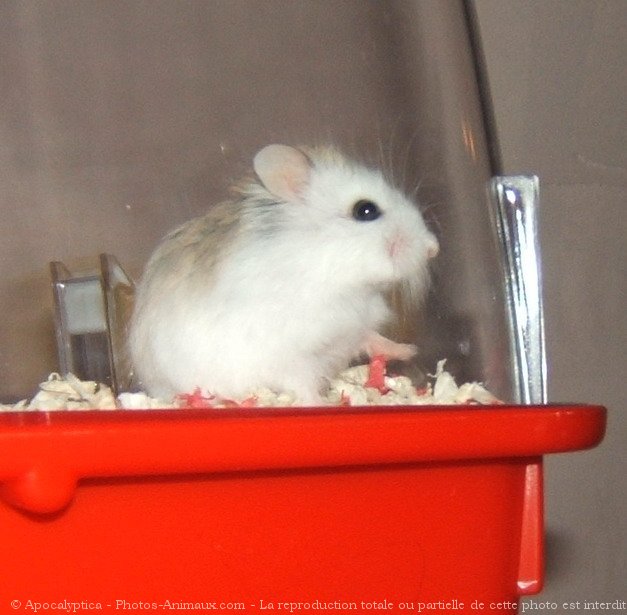 Photo de Hamster