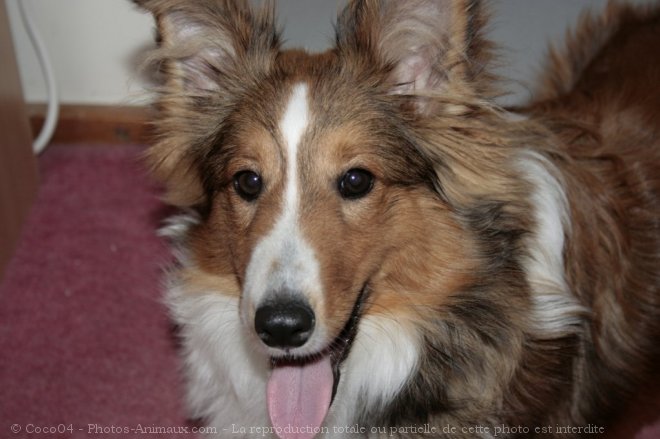 Photo de Chien de berger des shetland