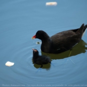 Photo de Poule d'eau