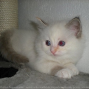 Photo de Ragdoll