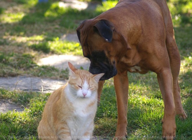 Photo de Races diffrentes