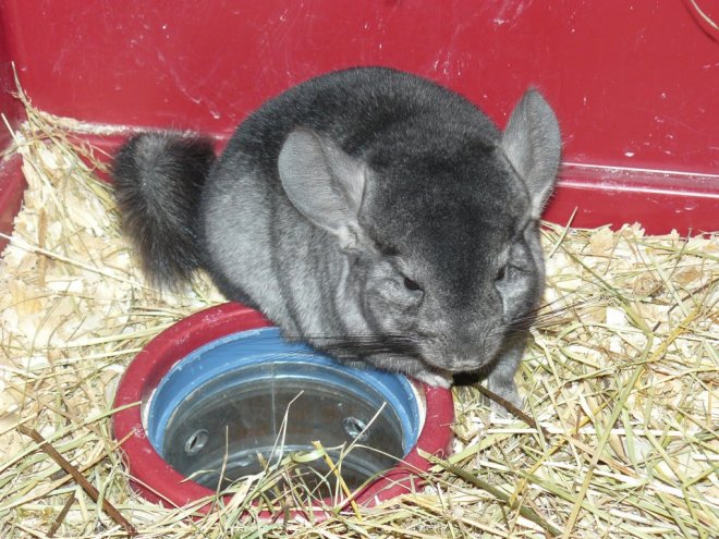 Photo de Chinchilla