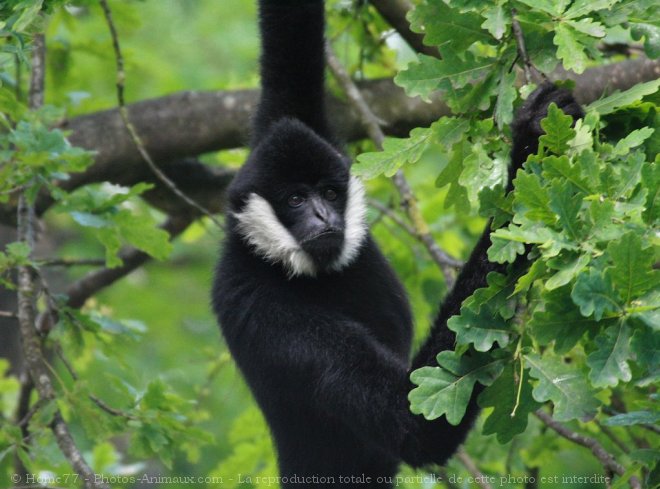 Photo de Singe - gibbon