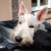 Photo de Scottish terrier