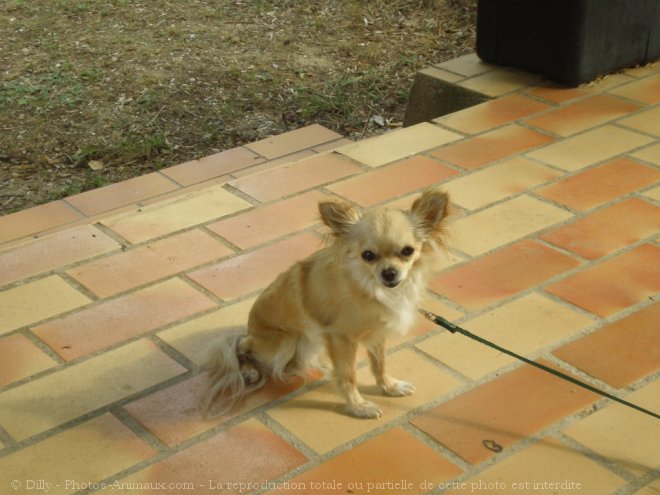 Photo de Chihuahua  poil long