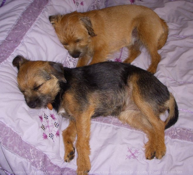 Photo de Border terrier