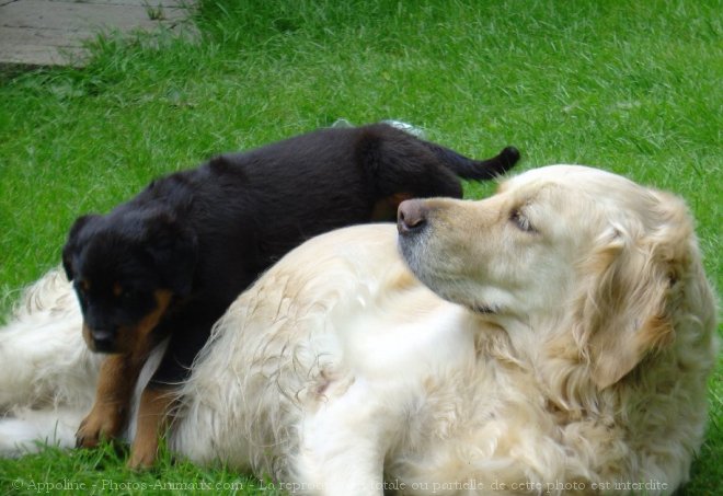 Photo de Golden retriever