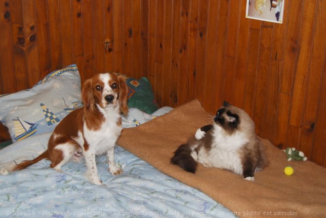 Photo de Cavalier king charles spaniel