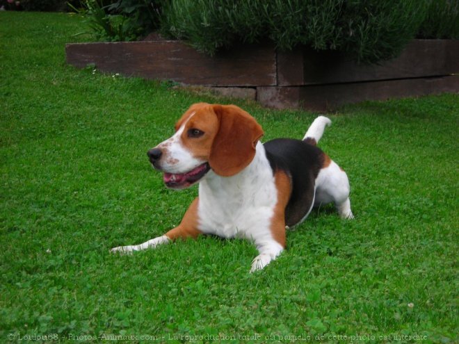 Photo de Beagle