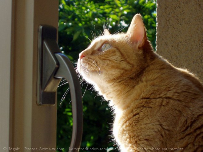 Photo de Chat domestique