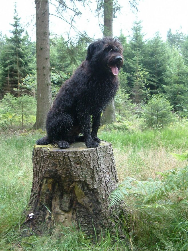 Photo de Bouvier des flandres