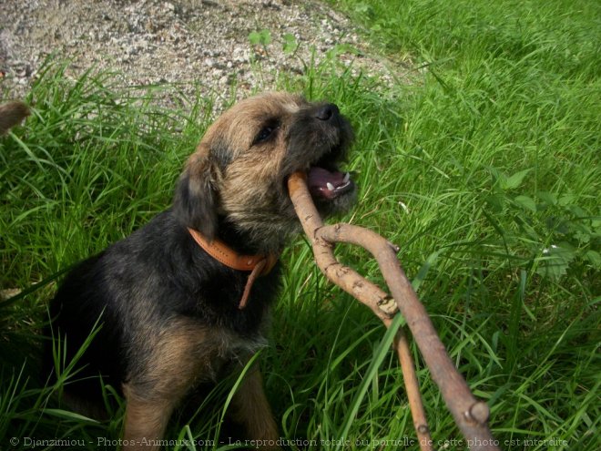 Photo de Border terrier