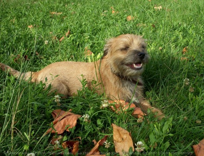 Photo de Border terrier