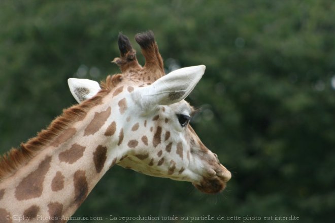 Photo de Girafe