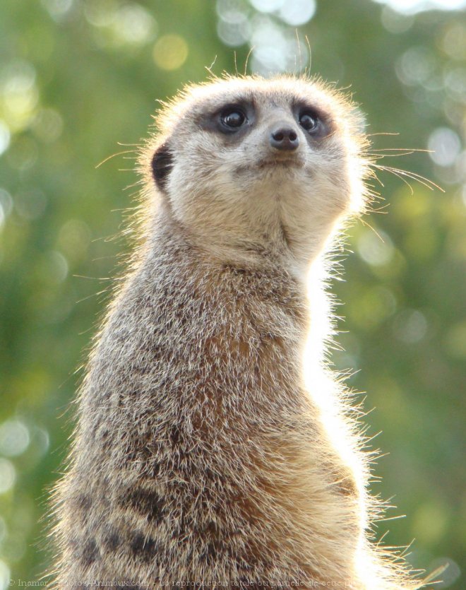 Photo de Suricate