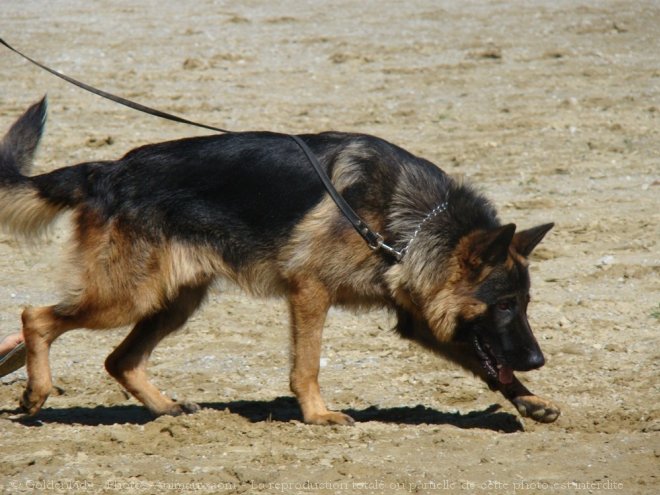 Photo de Berger allemand  poil court