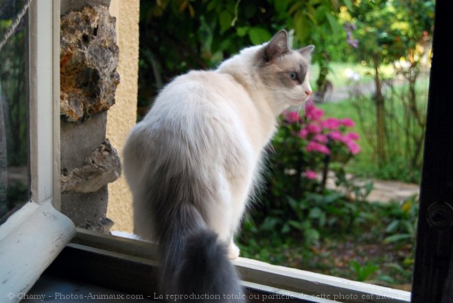 Photo de Ragdoll