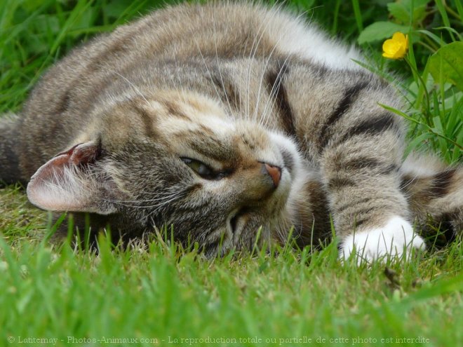 Photo de Chat domestique