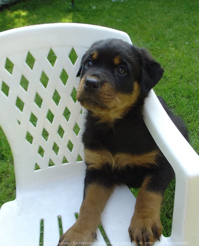 Photo de Rottweiler