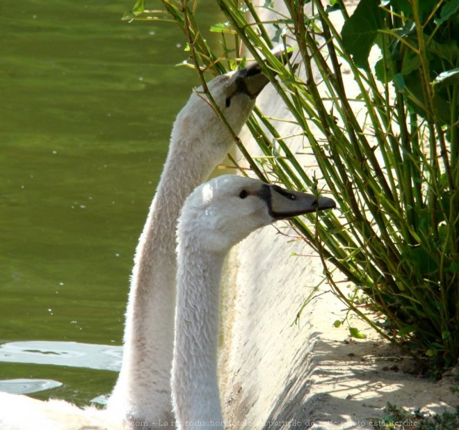 Photo de Cygne