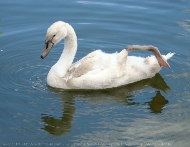 Photo de Cygne