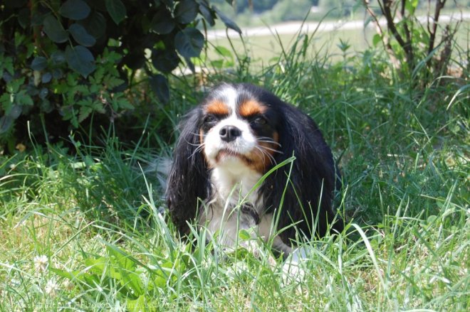 Photo de Cavalier king charles spaniel