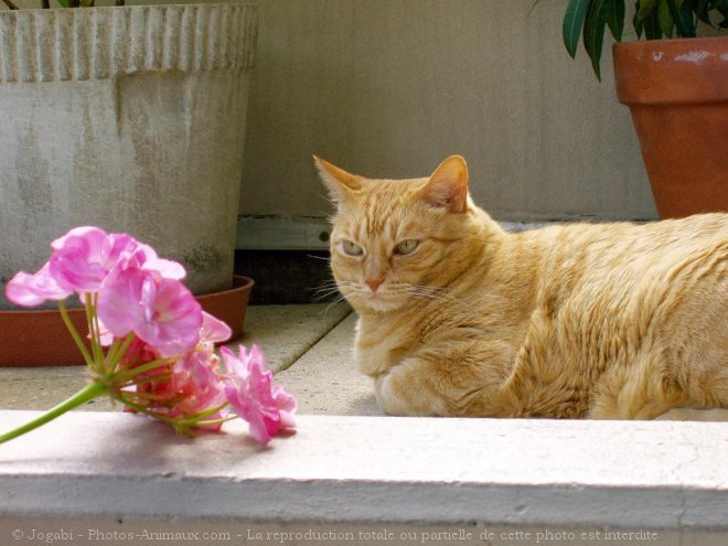 Photo de Chat domestique