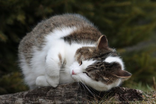 Photo de Chat domestique