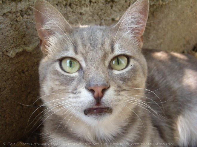 Photo de Chat domestique