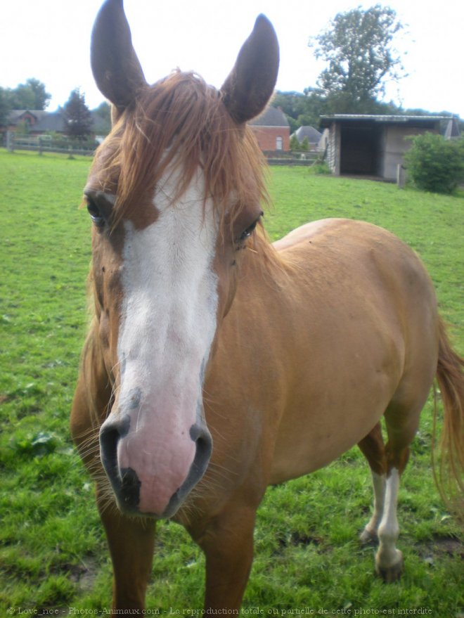 Photo de Quarter horse